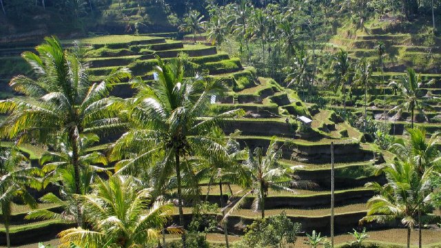 バリ島ウブドの美しい棚田風景